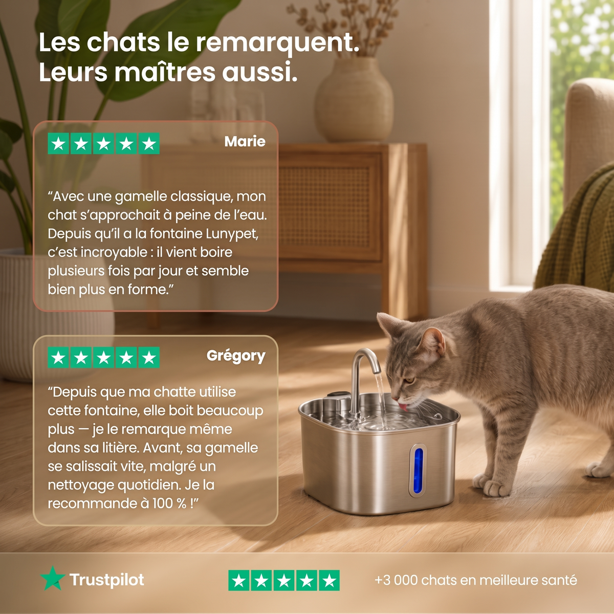 Protégez votre chat de la déshydratation et des problèmes urinaires avec Lunypet