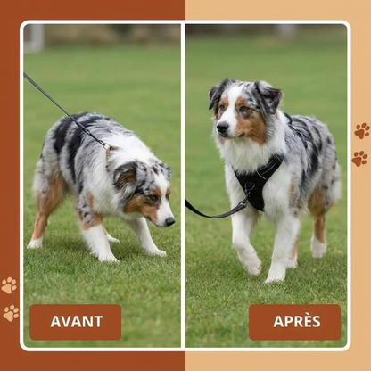 HARNAIS ANTI-TRACTION LUNYPET™